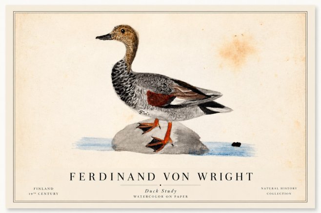 Ferdinand von Wright Duck on a Rock No2 - Affiche