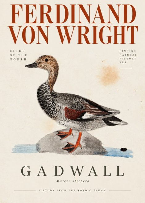 Ferdinand von Wright Duck on a Rock No4 - Affiche