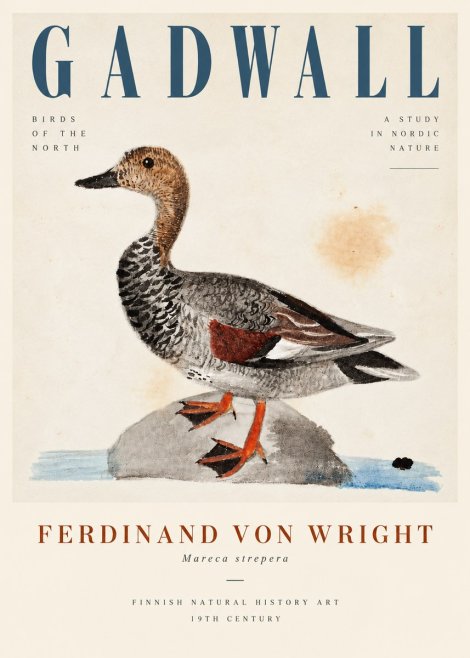 Ferdinand von Wright Duck on a Rock No5 - Affiche