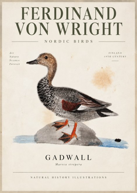 Ferdinand von Wright Duck on a Rock No6 - Affiche