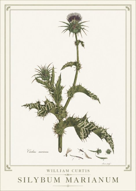 William Curtis Silybum Marianum No1 - Affiche
