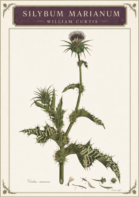 William Curtis Silybum Marianum No3 - Affiche