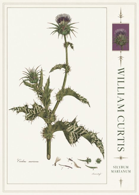 William Curtis Silybum Marianum No4 - Affiche