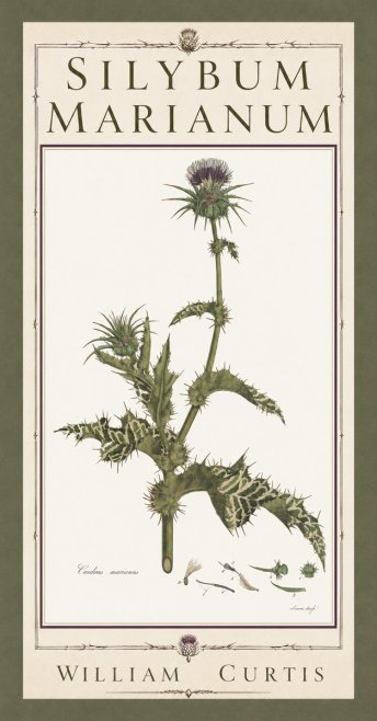 William Curtis Silybum Marianum No5 - Affiche