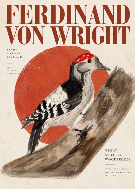 Ferdinand von Wright Woodpecker Study No6 - Affiche