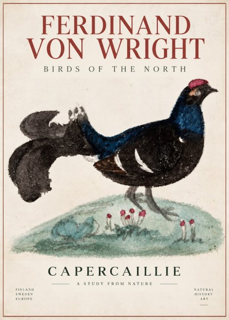 Ferdinand von Wright Western Capercaillie - Watercolor Study No6 - Affiche
