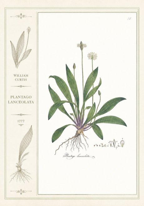 William Curtis Plantago Lanceolata I No2 - Affiche