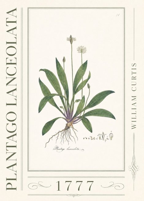William Curtis Plantago Lanceolata I No3 - Affiche