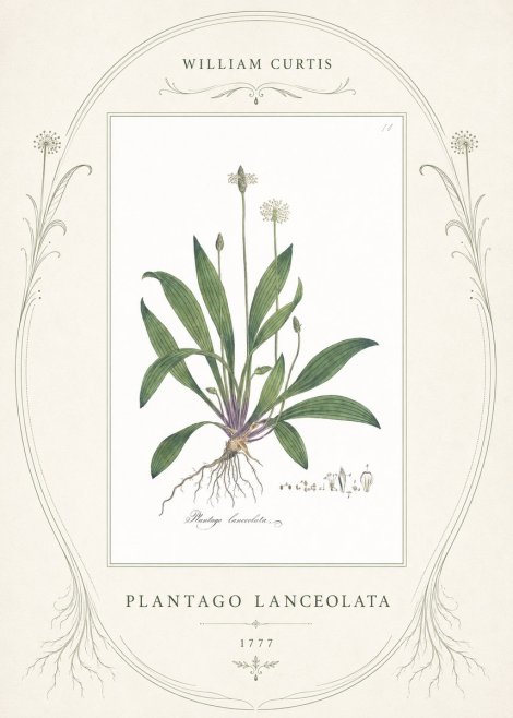 William Curtis Plantago Lanceolata I No4 - Affiche