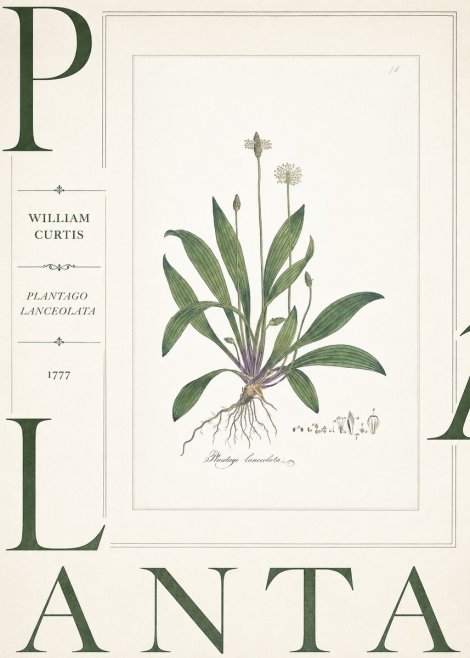 William Curtis Plantago Lanceolata I No5 - Affiche