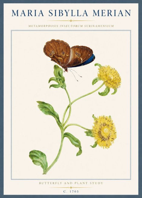 Maria Sibylla Merian Butterfly and Plant Study No3 - Affiche