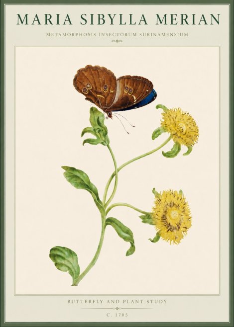 Maria Sibylla Merian Butterfly and Plant Study No4 - Affiche