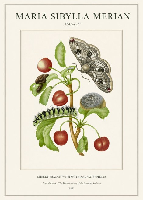 Maria Sibylla Merian Cherry Branch with Moth and Caterpillar No1 - Affiche