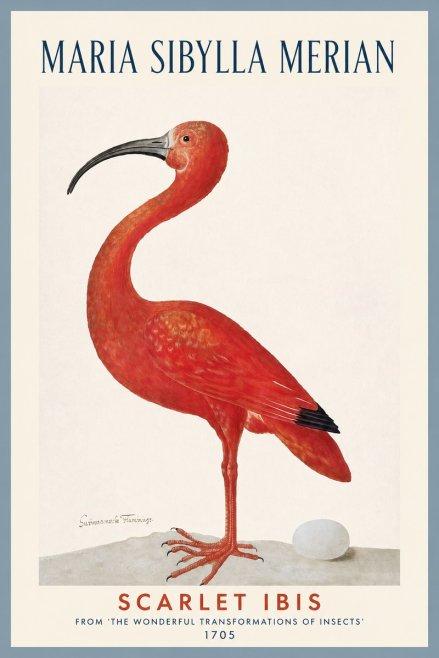 Maria Sibylla Merian Scarlet Ibis No2 - Affiche