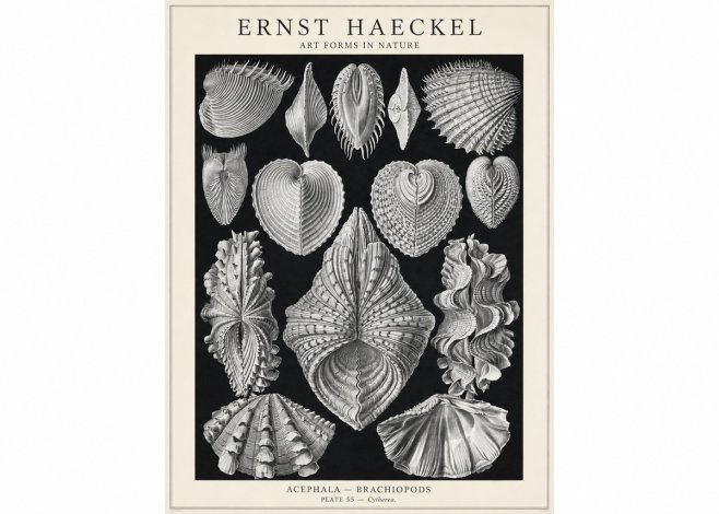 Ernst Haeckel Acephala — Brachiopods Plate 55 — Cytherea. No1 - Affiche