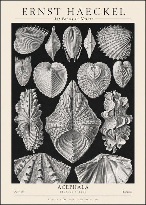 Ernst Haeckel Acephala — Brachiopods Plate 55 — Cytherea. No2 - Affiche