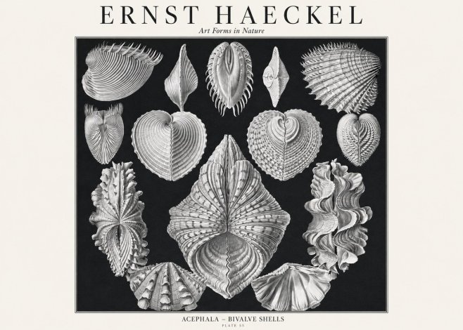 Ernst Haeckel Acephala — Brachiopods Plate 55 — Cytherea. No3 - Affiche