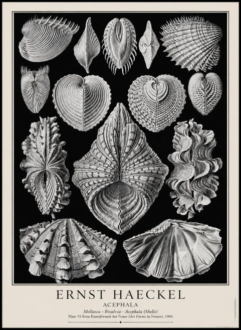 Ernst Haeckel Acephala — Brachiopods Plate 55 — Cytherea. No4 - Affiche