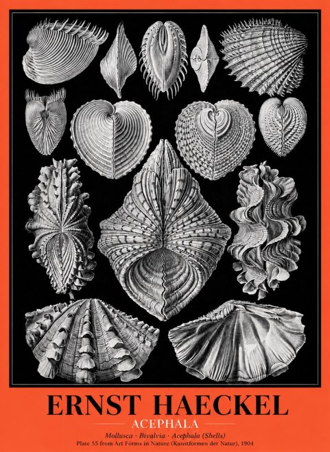 Ernst Haeckel Acephala — Brachiopods Plate 55 — Cytherea. No5 - Affiche