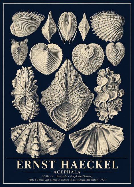 Ernst Haeckel Acephala — Brachiopods Plate 55 — Cytherea. No6 - Affiche