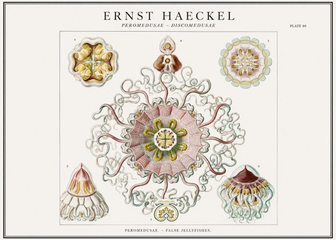 Ernst Haeckel Peromedusae – Discomedusae No1 - Affiche