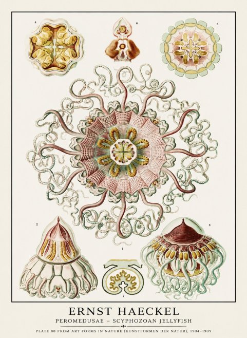 Ernst Haeckel Peromedusae – Discomedusae No3 - Affiche