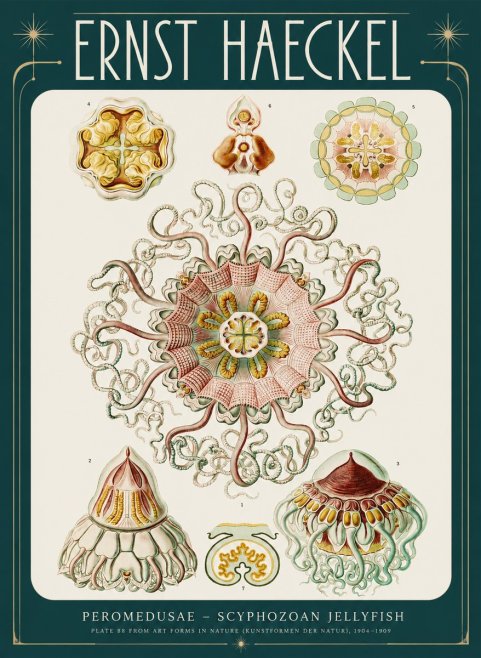 Ernst Haeckel Peromedusae – Discomedusae No4 - Affiche