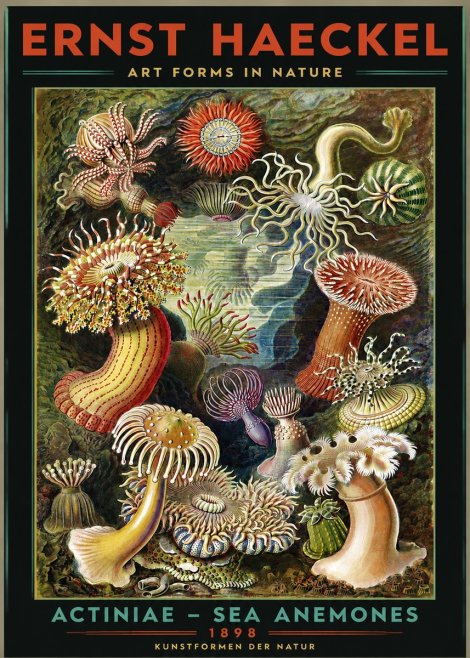 Ernst Haeckel Sea Anemones No3 - Affiche