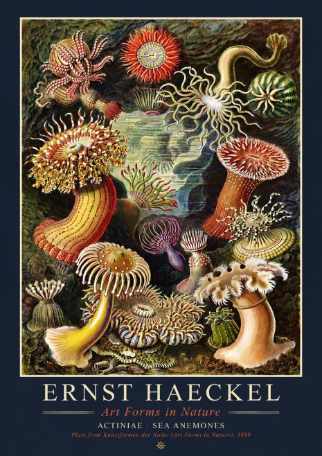 Ernst Haeckel Sea Anemones No4 - Affiche