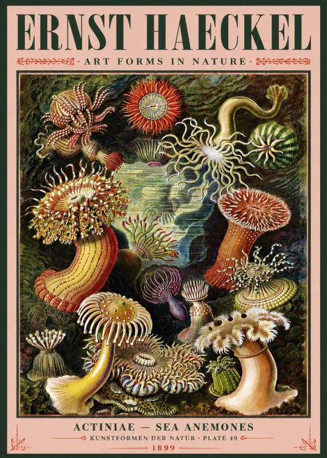 Ernst Haeckel Sea Anemones No5 - Affiche