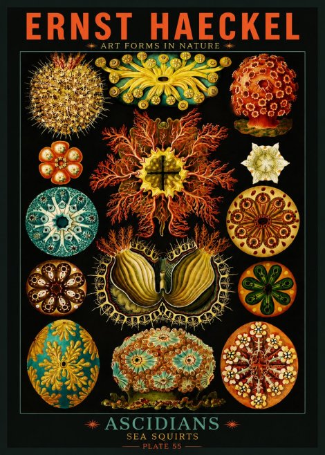Ernst Haeckel Ascidiae — Sea Squirts No5 - Affiche