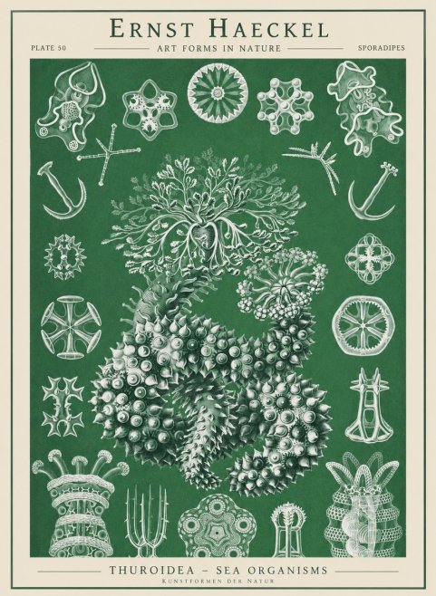 Ernst Haeckel Thuroidea - Sea Organisms No1 - Affiche