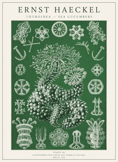 Ernst Haeckel Thuroidea - Sea Organisms No2 - Affiche