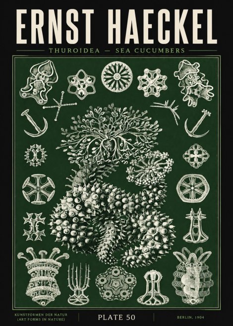 Ernst Haeckel Thuroidea - Sea Organisms No5 - Affiche