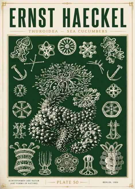 Ernst Haeckel Thuroidea - Sea Organisms No6 - Affiche