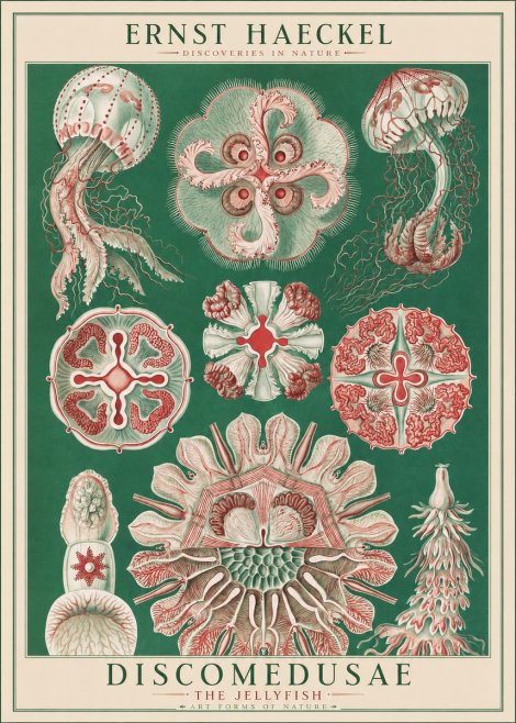 Ernst Haeckel Discomedusae - the Jellyfish No1 - Affiche