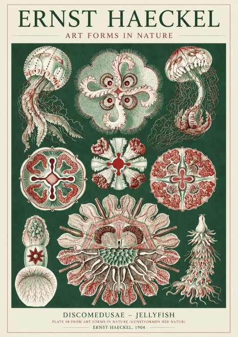 Ernst Haeckel Discomedusae - the Jellyfish No5 - Affiche