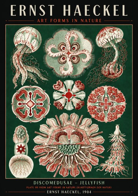 Ernst Haeckel Discomedusae - the Jellyfish No6 - Affiche