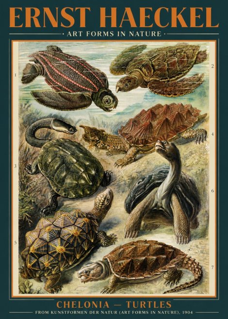 Ernst Haeckel Chelonia - Turtles No3 - Affiche