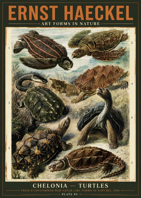 Ernst Haeckel Chelonia - Turtles No5 - Affiche
