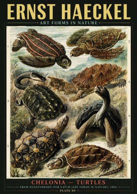 Ernst Haeckel Chelonia - Turtles No6 - Affiche