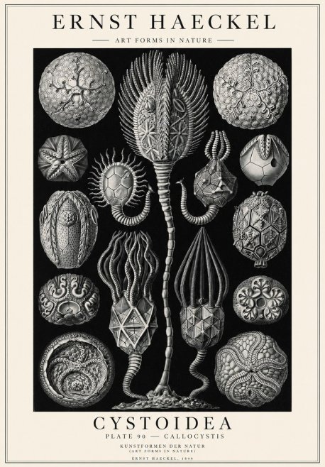 Ernst Haeckel Cystoidea - Callocystis No1 - Affiche