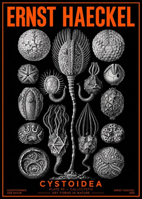 Ernst Haeckel Cystoidea - Callocystis No2 - Affiche