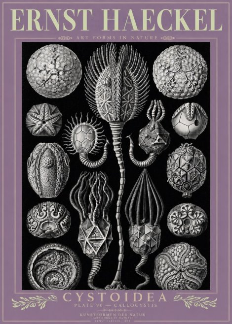 Ernst Haeckel Cystoidea - Callocystis No3 - Affiche
