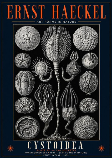Ernst Haeckel Cystoidea - Callocystis No5 - Affiche