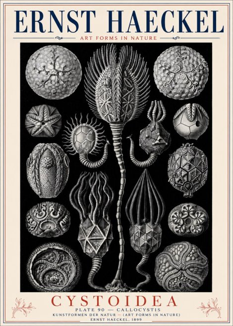 Ernst Haeckel Cystoidea - Callocystis No6 - Affiche