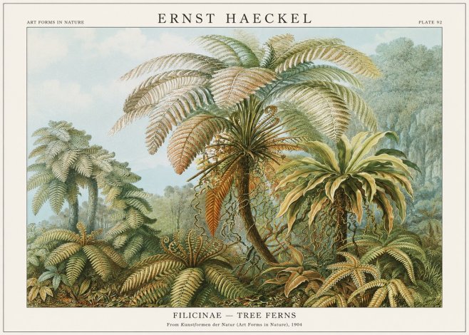 Ernst Haeckel Filicinae – Tree Ferns No1 - Affiche