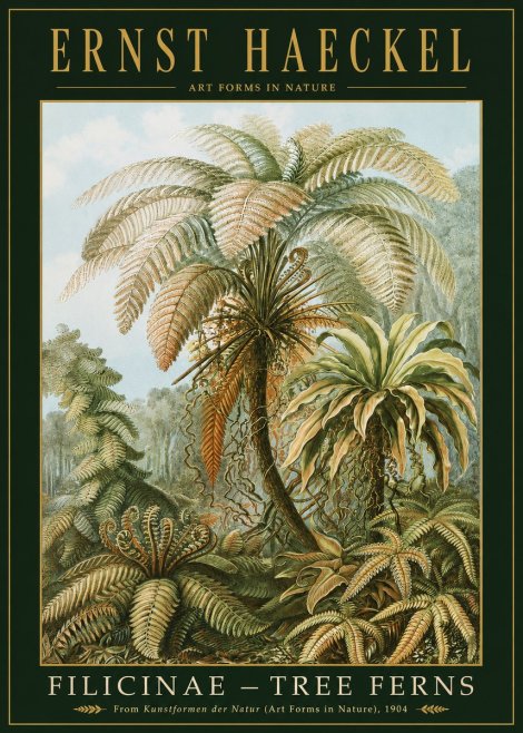 Ernst Haeckel Filicinae – Tree Ferns No2 - Affiche