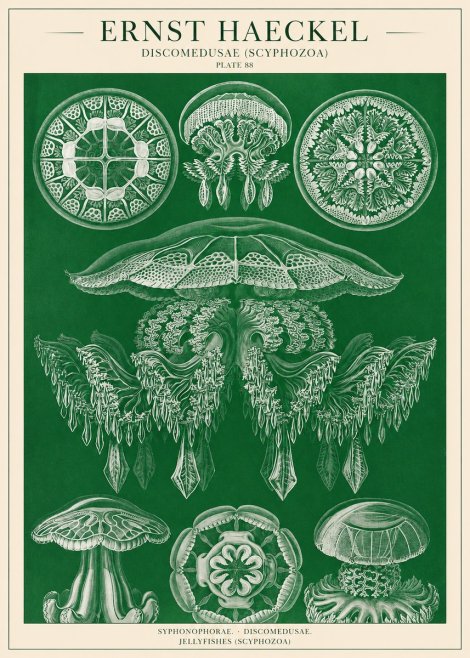 Ernst Haeckel Discomedusae (Scyphozoa) Plate 88 No1 - Affiche