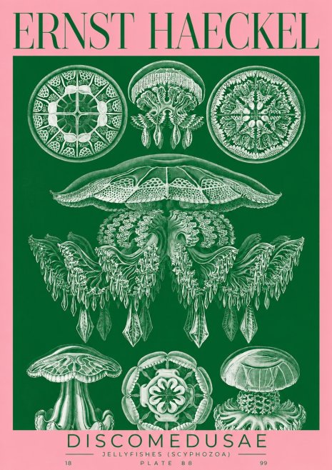 Ernst Haeckel Discomedusae (Scyphozoa) Plate 88 No2 - Affiche